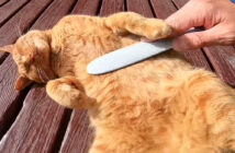毛づくろいされる猫