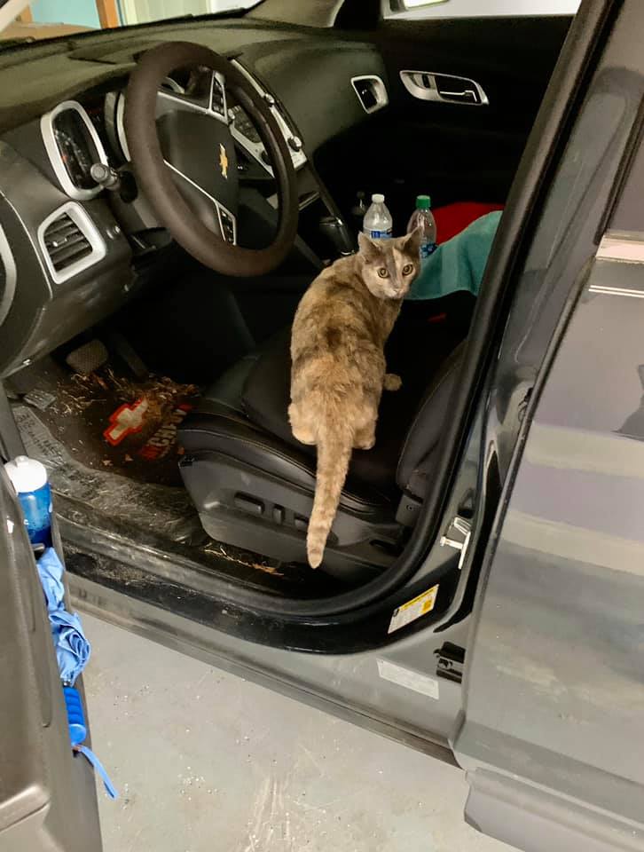 車に乗る猫