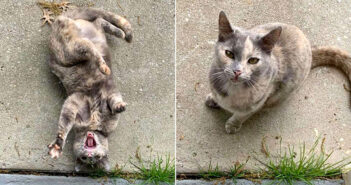 家に住み着いていた猫