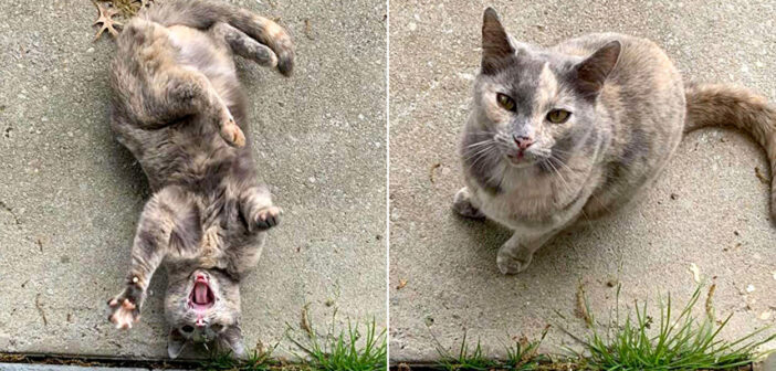 家に住み着いていた猫