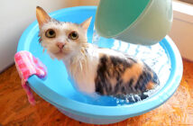 掛け湯を堪能する猫