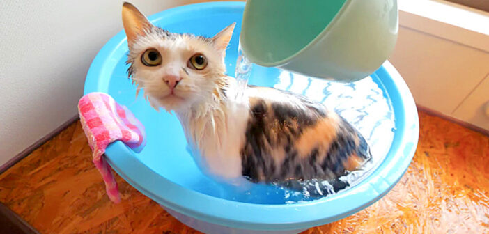 掛け湯を堪能する猫