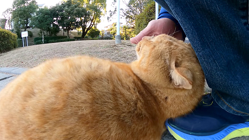 足を枕にする猫