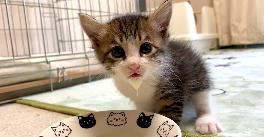 milk_cat_title-1024x534.jpg