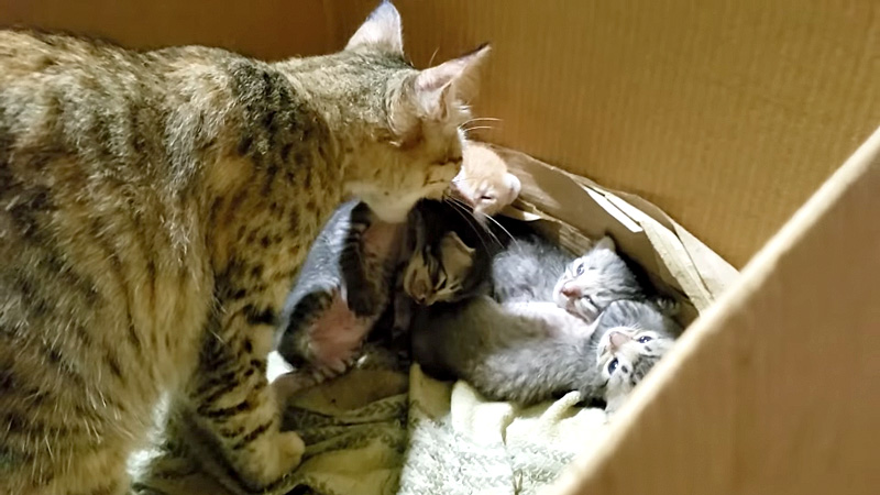 子猫を咥える母猫