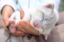 手の平で眠る子猫