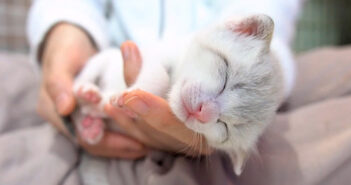 手の平で眠る子猫