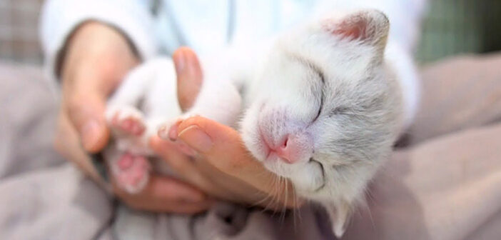 手の平で眠る子猫