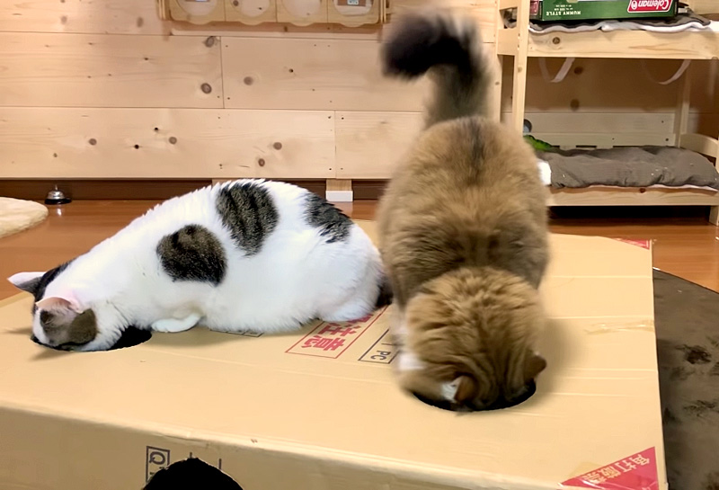 ダンボール箱を見つけた猫達