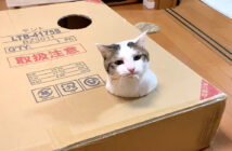 ダンボール箱で遊ぶ猫