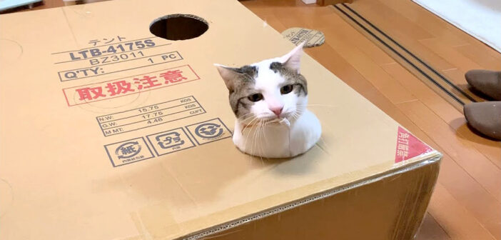 ダンボール箱で遊ぶ猫