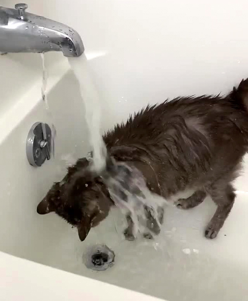 お湯を浴びる猫