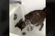 お湯を浴びる猫