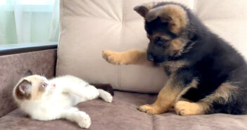 子猫と子犬