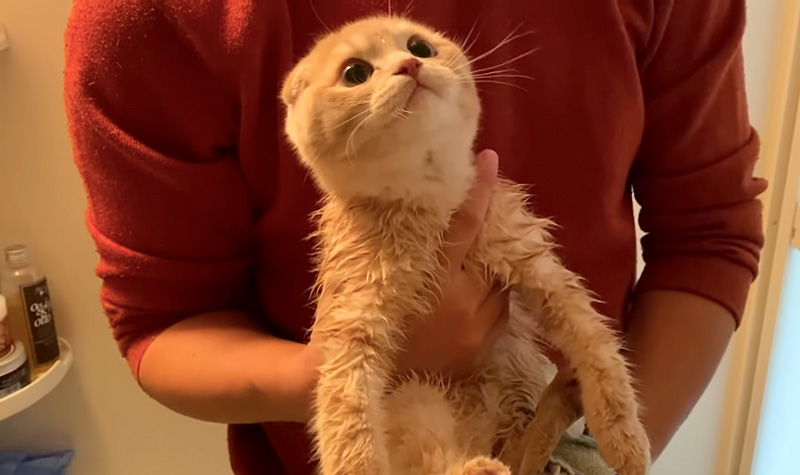 初めてお風呂に入る子猫