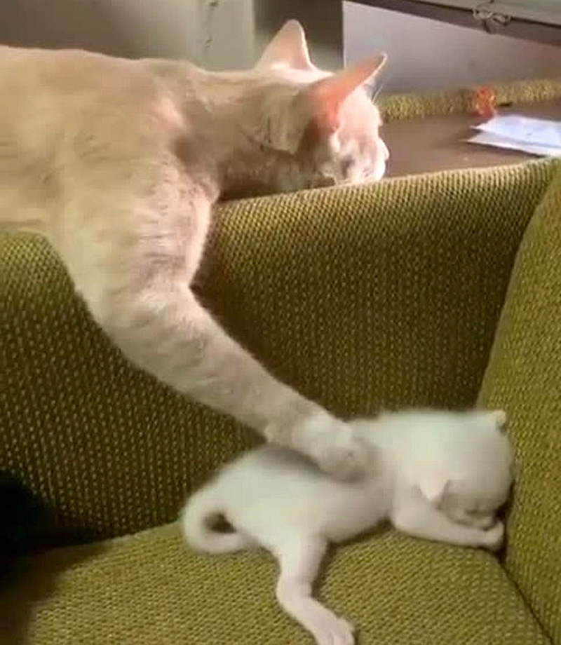 子猫を寝かしつける母猫