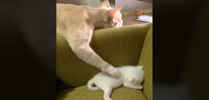 子猫を寝かしつける母猫