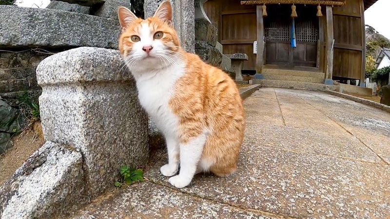 猫島から帰る前にもう一度神社に行ってみたら 目を輝かせた猫さんが待っていて 再会を喜んで猛烈に甘えてきた エウレカ