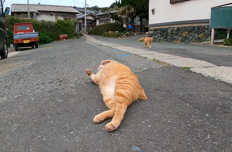 転がる猫