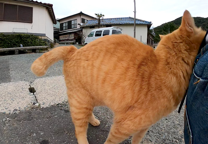 スリスリする猫