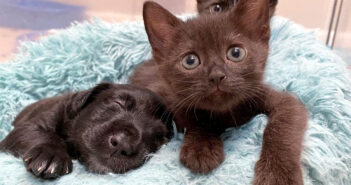 子猫と子犬