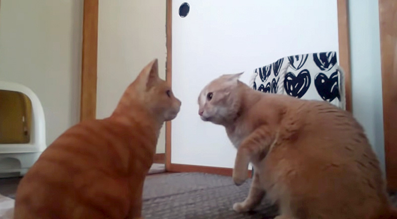 猫の置物と対峙する猫