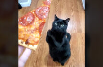 ピザが欲しい猫