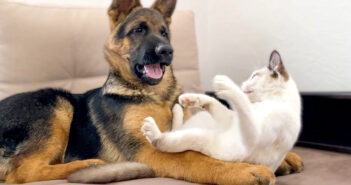 仲良しな子犬と子猫