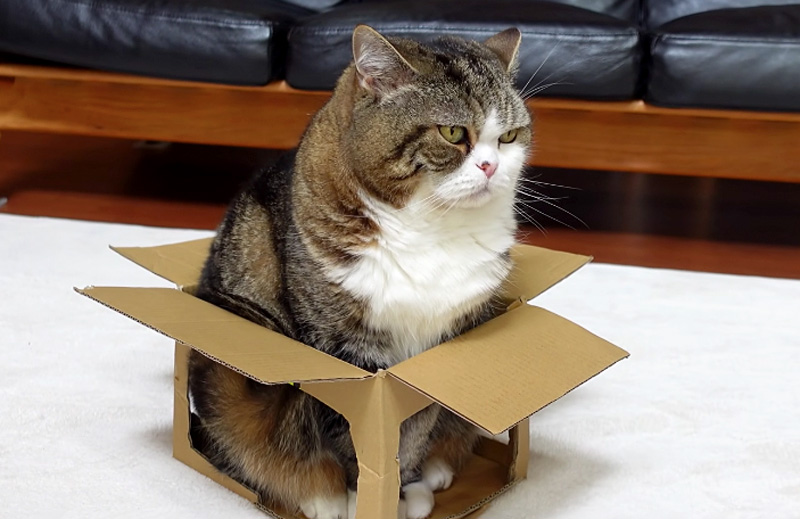箱に座る猫