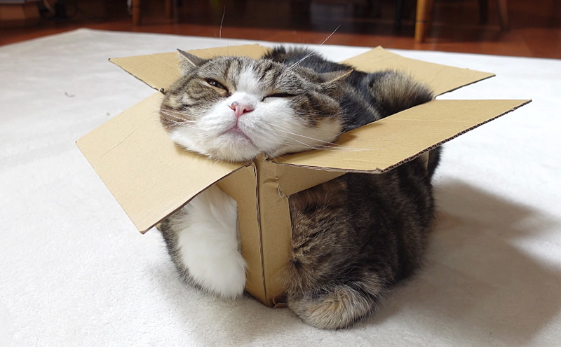 箱でとろける猫