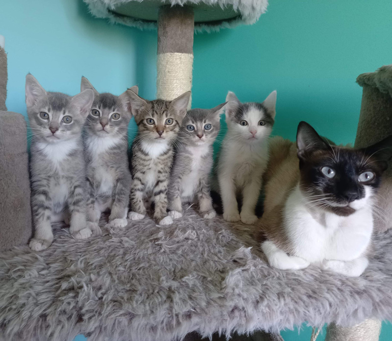並ぶ猫の家族
