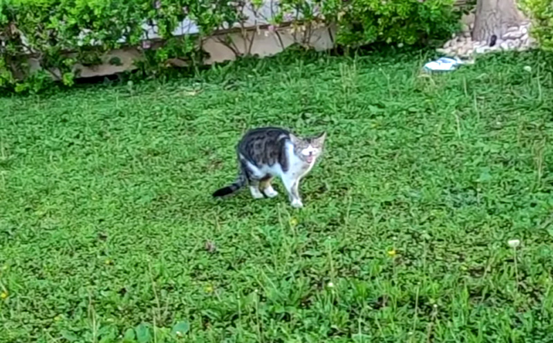 庭に現れた母猫