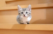 階段に登る子猫