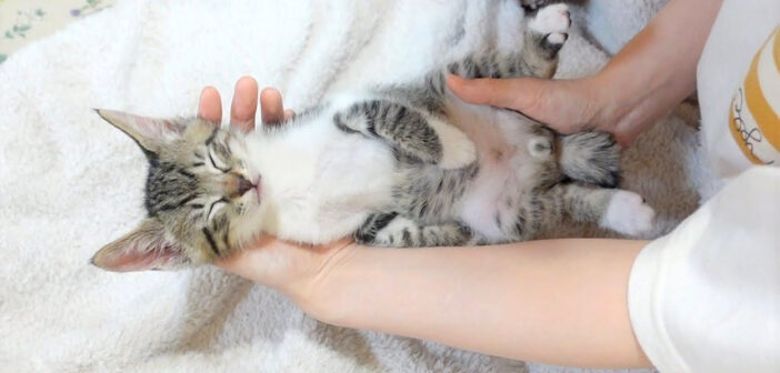 手の上で眠る子猫