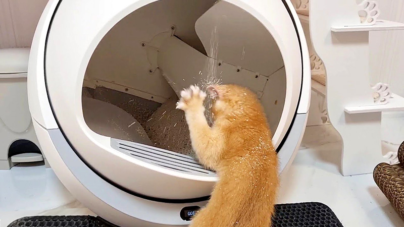 自動猫トイレで遊ぶ子猫
