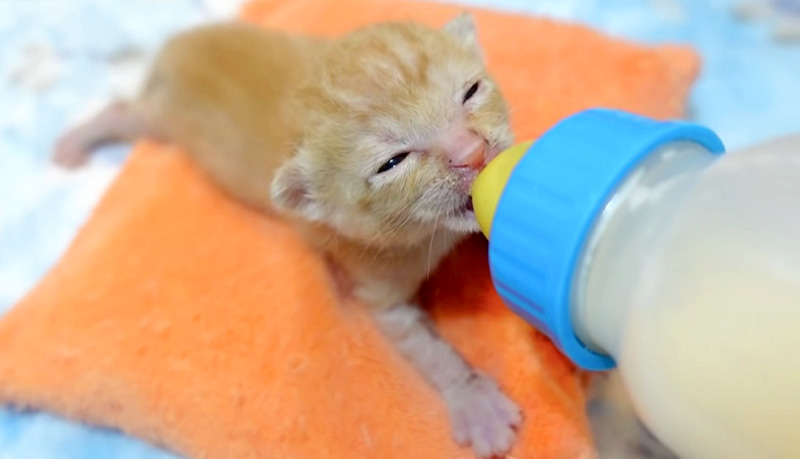 ミルクを飲む子猫