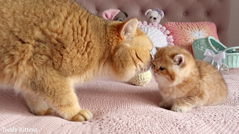 挨拶を交わす猫達