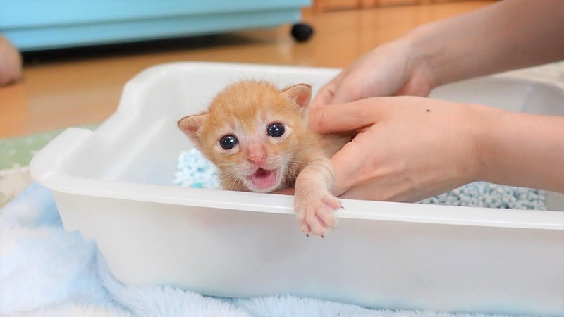 トイレで大騒ぎする子猫