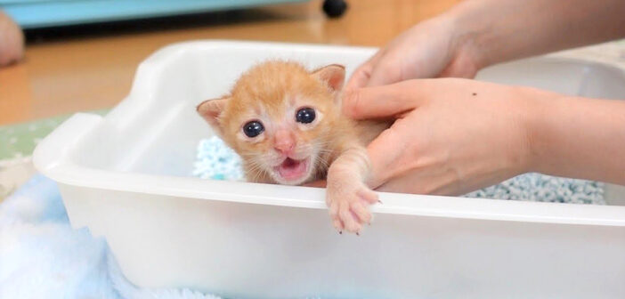 トイレで大騒ぎする子猫