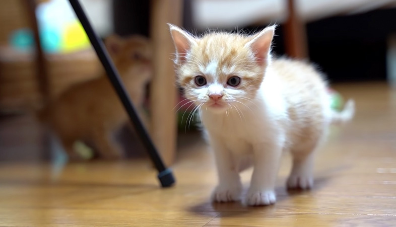 駆け寄ってくる子猫