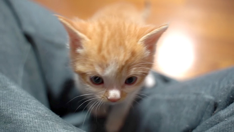 登ってくる子猫