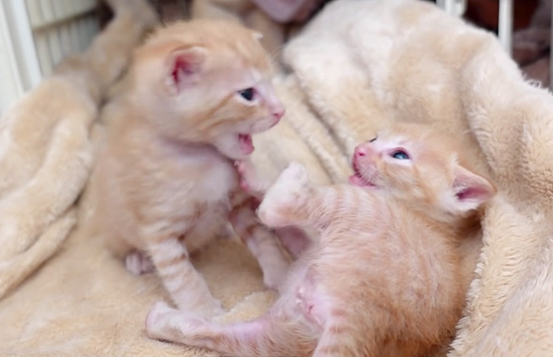 子猫達のバトル