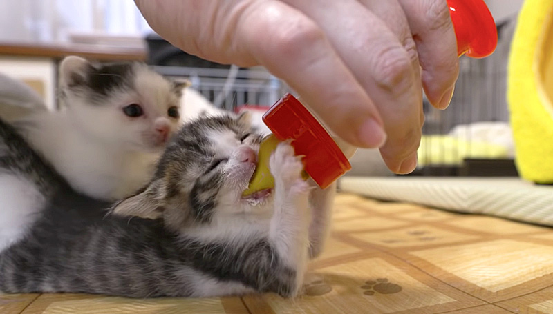 ミルクを飲む子猫