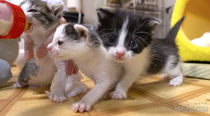 ミルクが飲みたい子猫