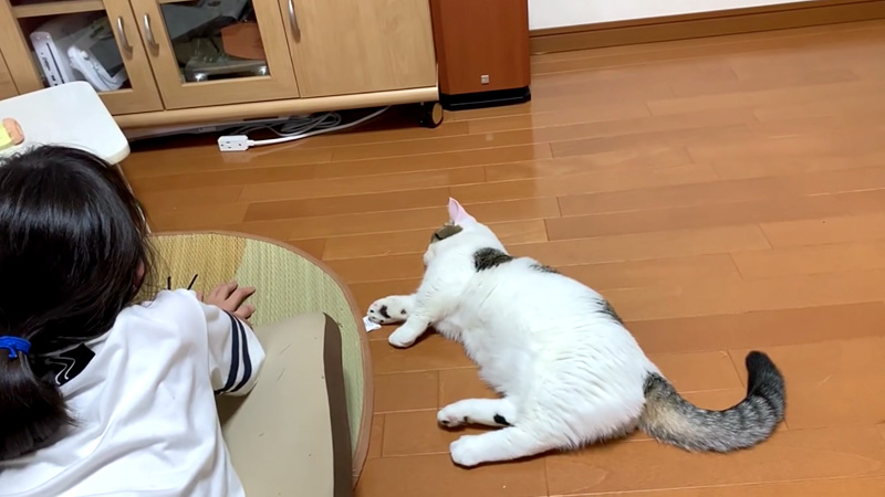 反省する猫さん