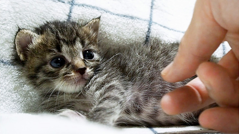 寂しそうな保護子猫