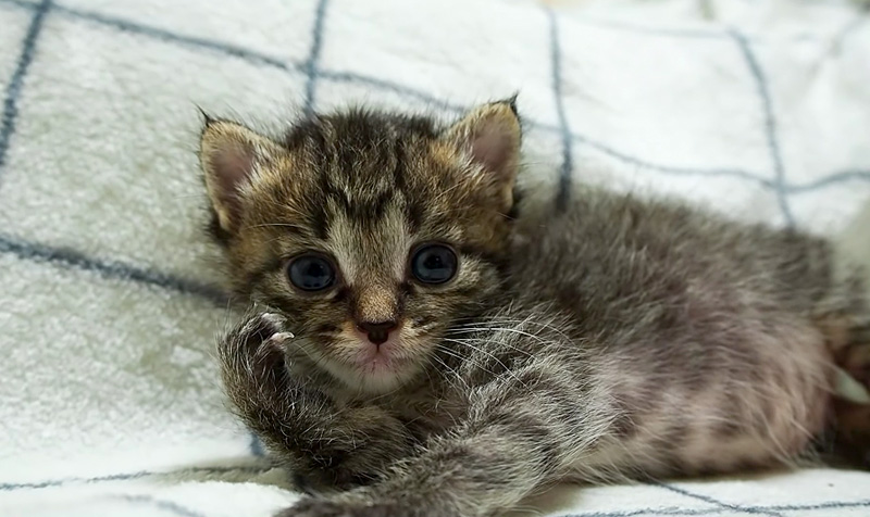 見つめる子猫