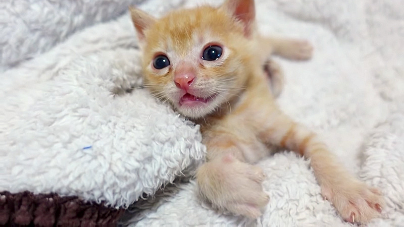 バッテリー切れした子猫