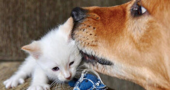 犬と子猫