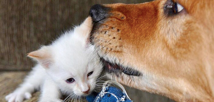 犬と子猫